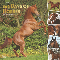 Horses, 366 Days of, 2020 Square Wall Calendar