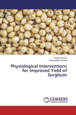 Physiological Interventions for Improved Yield of Sorghum