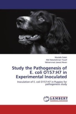 Study the Pathogenesis of E. coli O157:H7 in Experimental Inoculated