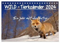 WILD - Tierkalender 2024 (Tischkalender 2024 DIN A5 quer), CALVENDO Monatskalender