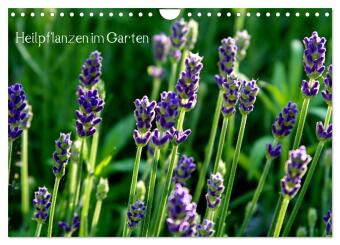 Heilpflanzen im Garten (Wandkalender 2024 DIN A4 quer), CALVENDO Monatskalender