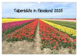 Tulpenblüte in Flevoland 2025 (Wandkalender 2025 DIN A3 quer), CALVENDO Monatskalender