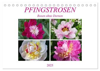 PFINGSTROSEN Rosen ohne Dornen (Tischkalender 2025 DIN A5 quer), CALVENDO Monatskalender