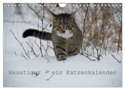 Haustiger - Ein Katzenkalender (Wandkalender 2025 DIN A4 quer), CALVENDO Monatskalender