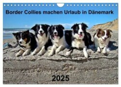 Border Collies machen Urlaub in Dänemark (Wandkalender 2025 DIN A4 quer), CALVENDO Monatskalender