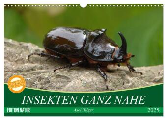 INSEKTEN GANZ NAHE (Wandkalender 2025 DIN A3 quer), CALVENDO Monatskalender