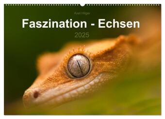 Faszination - Echsen (Wandkalender 2025 DIN A2 quer), CALVENDO Monatskalender