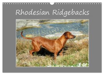 Rhodesian Ridgebacks (Wandkalender 2025 DIN A3 quer), CALVENDO Monatskalender