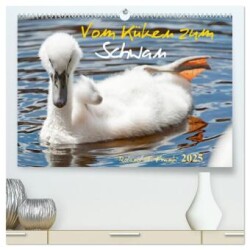 Vom Küken zum Schwan (hochwertiger Premium Wandkalender 2025 DIN A2 quer), Kunstdruck in Hochglanz