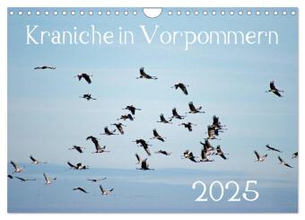 Kraniche in Vorpommern (Wandkalender 2025 DIN A4 quer), CALVENDO Monatskalender