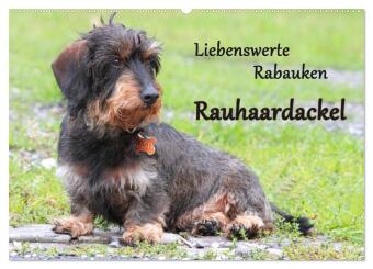 Liebenswerte Rabauken Rauhaardackel / CH-Version (Wandkalender 2025 DIN A2 quer), CALVENDO Monatskalender
