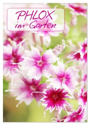 Phlox im Garten (Wandkalender 2025 DIN A2 hoch), CALVENDO Monatskalender