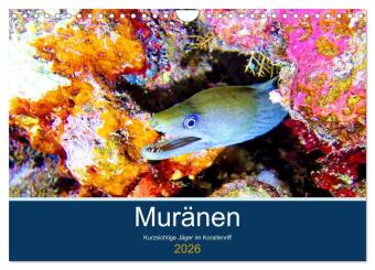 Muränen - Kurzsichtige Jäger im Korallenriff (Wandkalender 2026 DIN A4 quer), CALVENDO Monatskalender