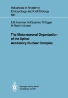 Motoneuronal Organization of the Spinal Accessory Nuclear Complex