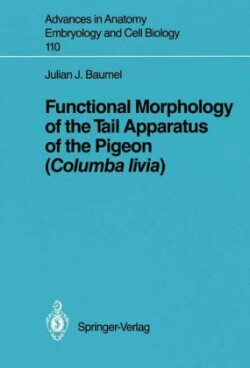 Functional Morphology of the Tail Apparatus of the Pigeon (Columba livia)