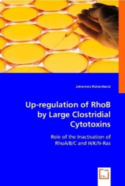 Up-regulation of RhoB by Large Clostridial Cytotoxins