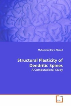 Structural Plasticity of Dendritic Spines