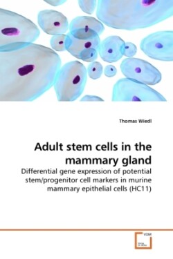 Adult stem cells in the mammary gland
