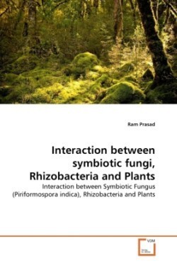 Interaction between symbiotic fungi, Rhizobacteria and Plants