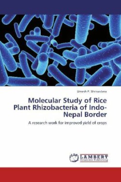 Molecular Study of Rice Plant Rhizobacteria of Indo-Nepal Border