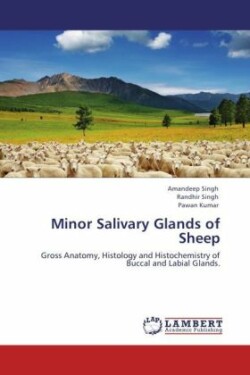 Minor Salivary Glands of Sheep