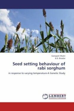 Seed setting behaviour of rabi sorghum