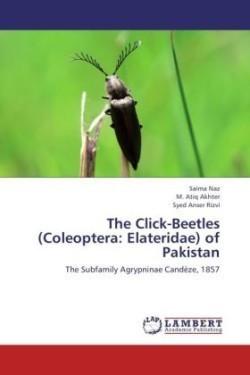 Click-Beetles (Coleoptera