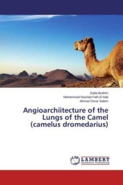 Angioarchiitecture of the Lungs of the Camel (Camelus Dromedarius)