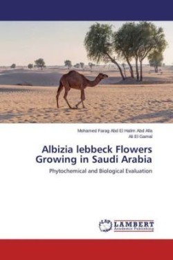 Albizia lebbeck Flowers Growing in Saudi Arabia