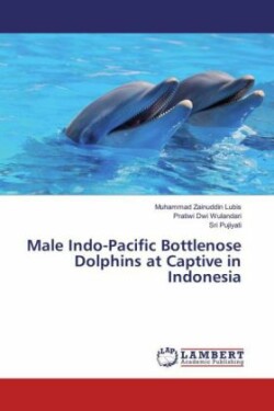 Male Indo-Pacific Bottlenose Dolphins at Captive in Indonesia