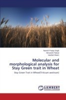 Molecular and morphological analysis for Stay Green trait in Wheat