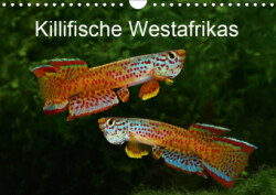 Killifische Westafrikas (Wandkalender 2019 DIN A4 quer)