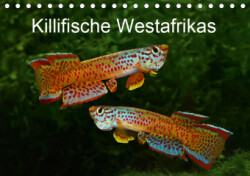 Killifische Westafrikas (Tischkalender 2019 DIN A5 quer)