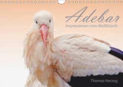 ADEBAR (Wandkalender 2019 DIN A4 quer)