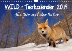 WILD - Tierkalender 2019 (Wandkalender 2019 DIN A4 quer)