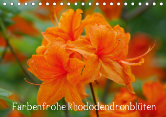 Farbenfrohe Rhododendronblüten (Tischkalender 2019 DIN A5 quer)