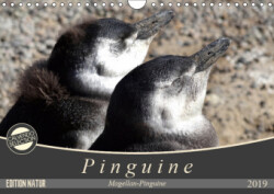 Magellan-Pinguine (Wandkalender 2019 DIN A4 quer)