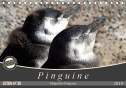 Magellan-Pinguine (Tischkalender 2019 DIN A5 quer)