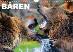 Bären (Wandkalender 2019 DIN A4 quer)