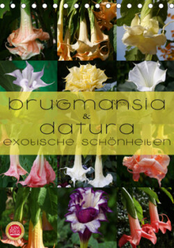 Brugmansia & Datura - Exotische Schönheiten (Tischkalender 2019 DIN A5 hoch)
