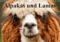 Alpakas und Lamas (Wandkalender 2019 DIN A4 quer)