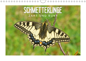 Schmetterlinge: zart und bunt (Wandkalender 2019 DIN A4 quer)