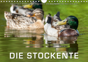 Emotionale Momente: Die Stockente. (Wandkalender 2019 DIN A4 quer)