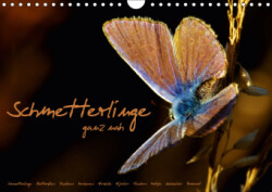 Schmetterlinge ganz nah (Wandkalender 2019 DIN A4 quer)