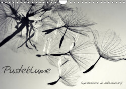 Pusteblume - Impressionen in schwarzweiß (Wandkalender 2019 DIN A4 quer)