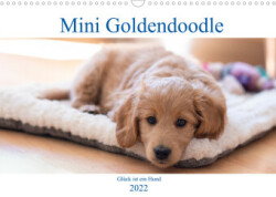 Mini Goldendoodle - Glück ist ein Hund (Wandkalender 2022 DIN A3 quer)