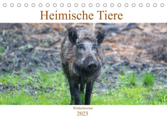 Heimische Tiere - Wildschweine (Tischkalender 2023 DIN A5 quer)