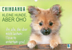 Chihuahua: Kleine Hunde, aber oho (Wandkalender 2023 DIN A3 quer)