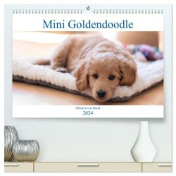 Mini Goldendoodle - Glück ist ein Hund (hochwertiger Premium Wandkalender 2024 DIN A2 quer), Kunstdruck in Hochglanz