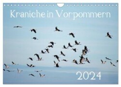 Kraniche in Vorpommern (Wandkalender 2024 DIN A4 quer), CALVENDO Monatskalender